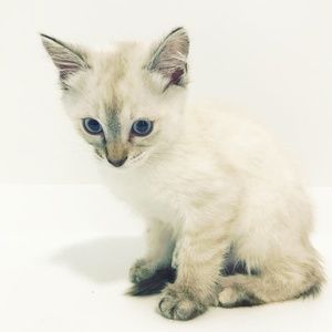 Meet your Posher, Tara